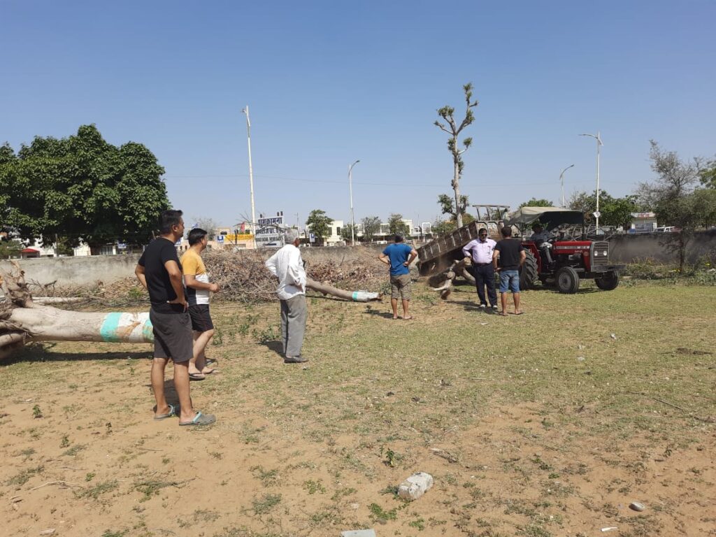 Wooden logs collected and stored at Dussehra ground